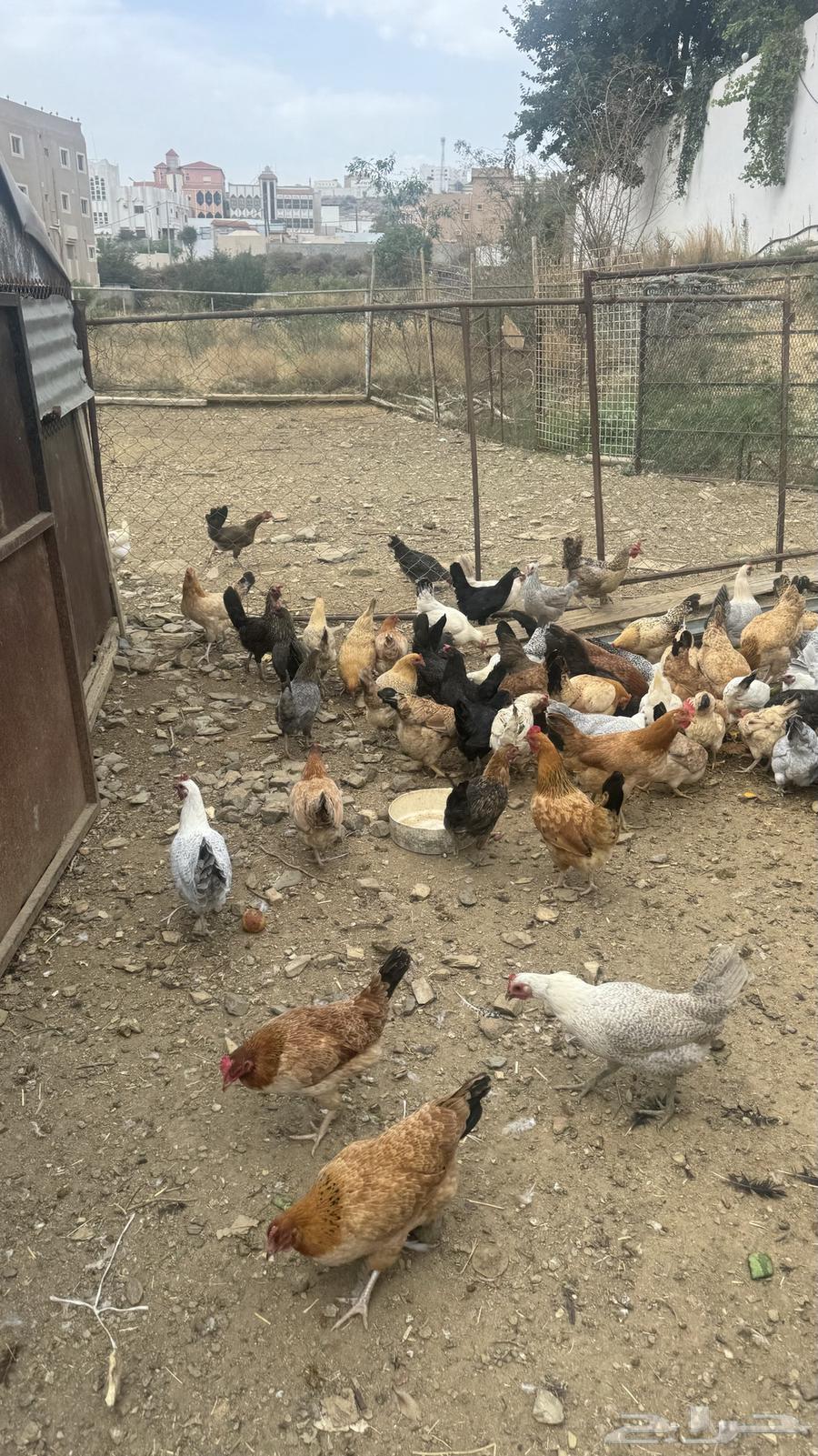دجاج بلدي للبيع64401508473857110