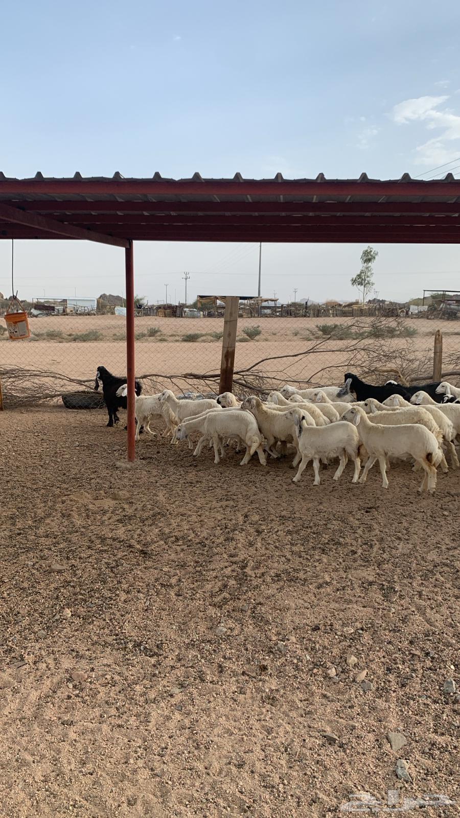 رخال للبيع64402761882242111