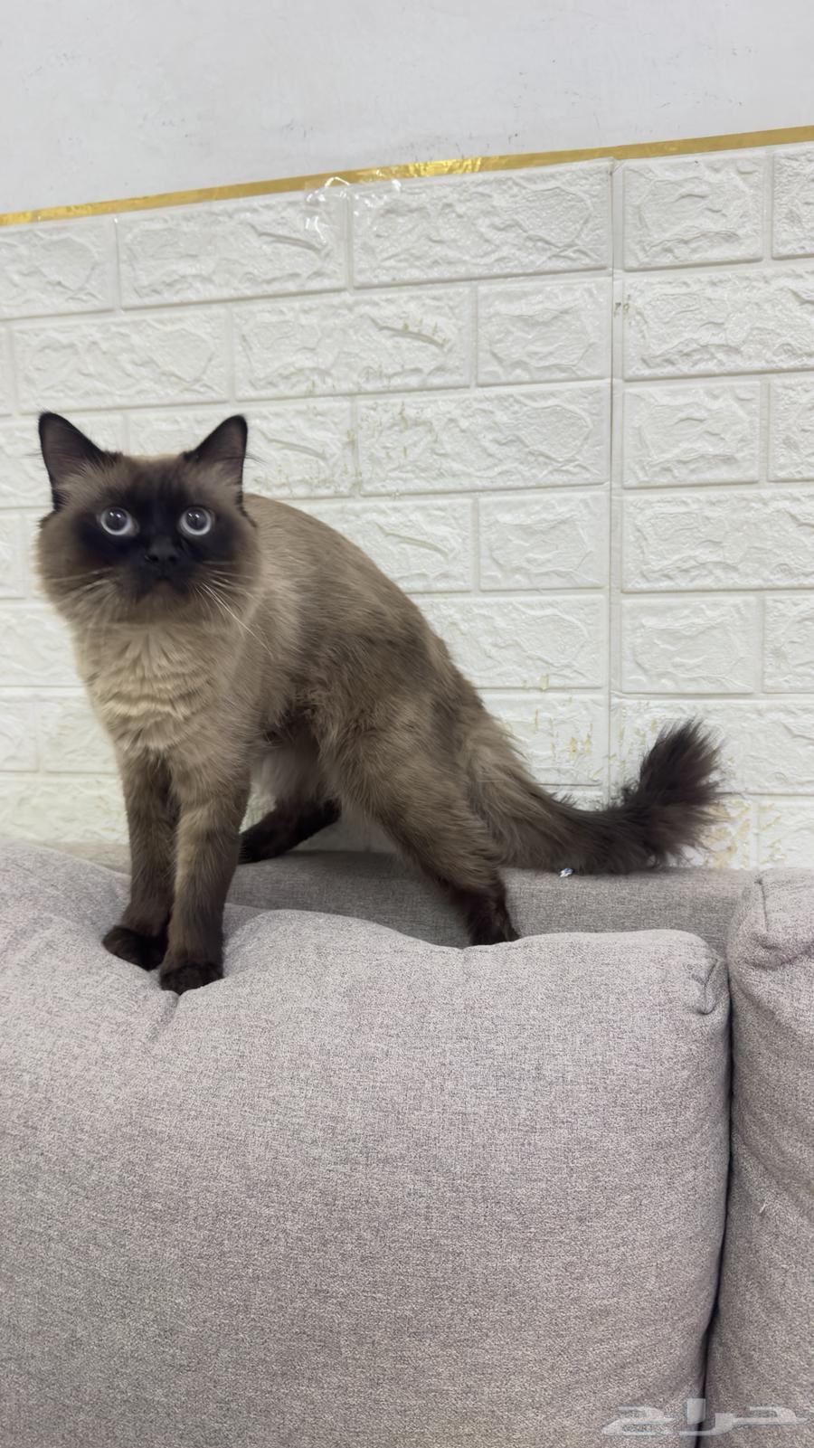 قطو للبيع النوع هيملايا64403362692993110