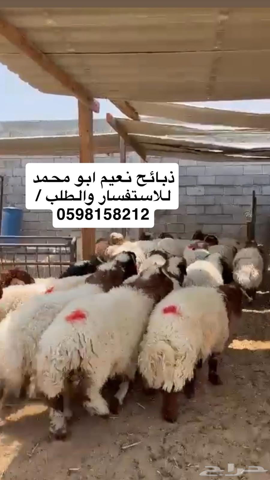 Naeem, Hurriyat, and Najdi slaughter at the farm near Fursan neighborhood, welcome64404402810115110