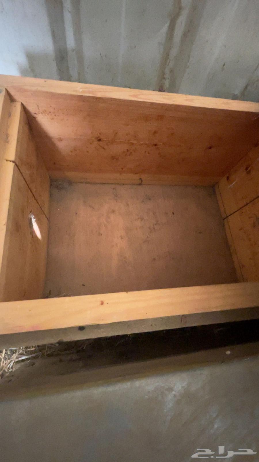 خلايا افرنجي مستعمله64404111558531111