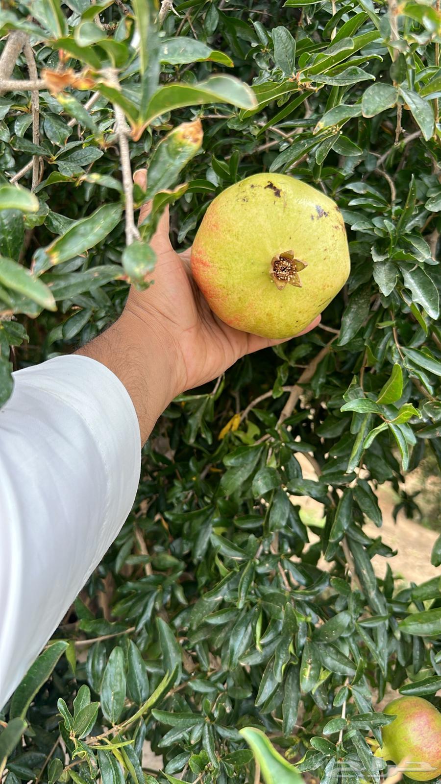 رمان جوف ال معمر64401508515074112