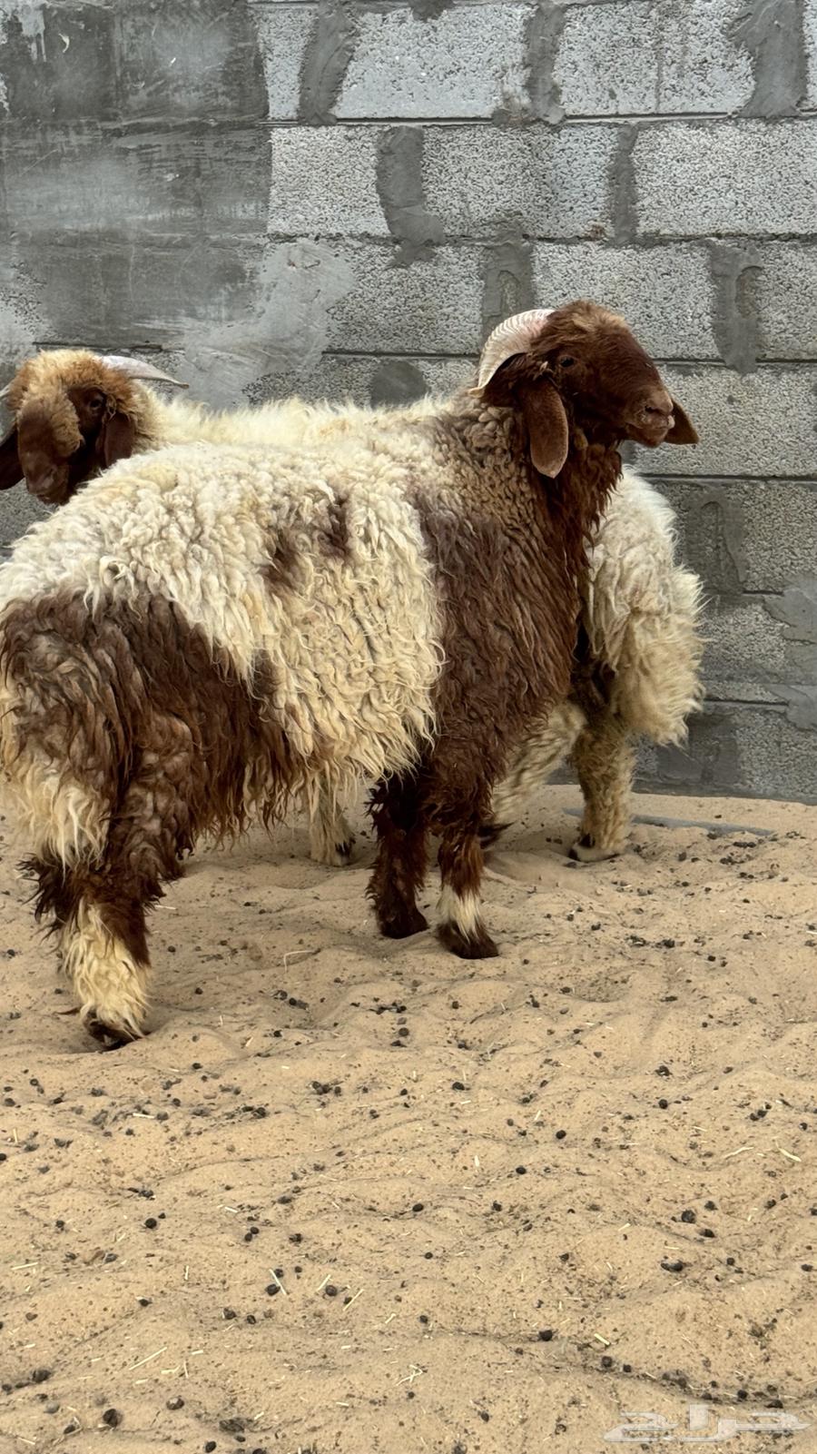 خرفان نعيم64403944067329112