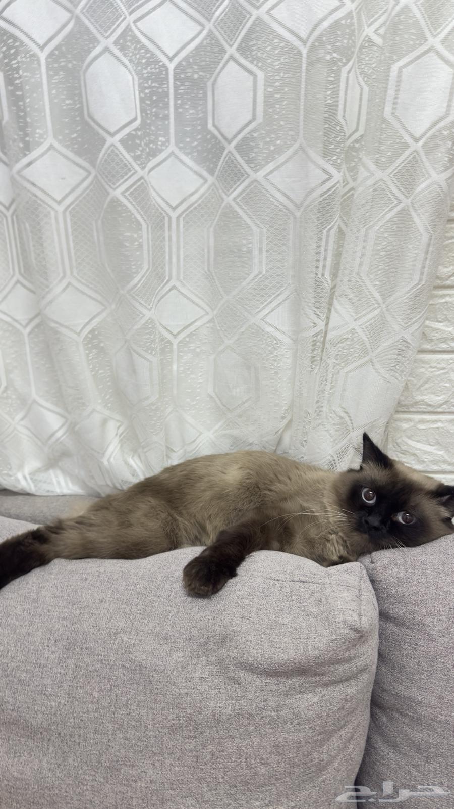 قطو للبيع النوع هيملايا64403362692993112