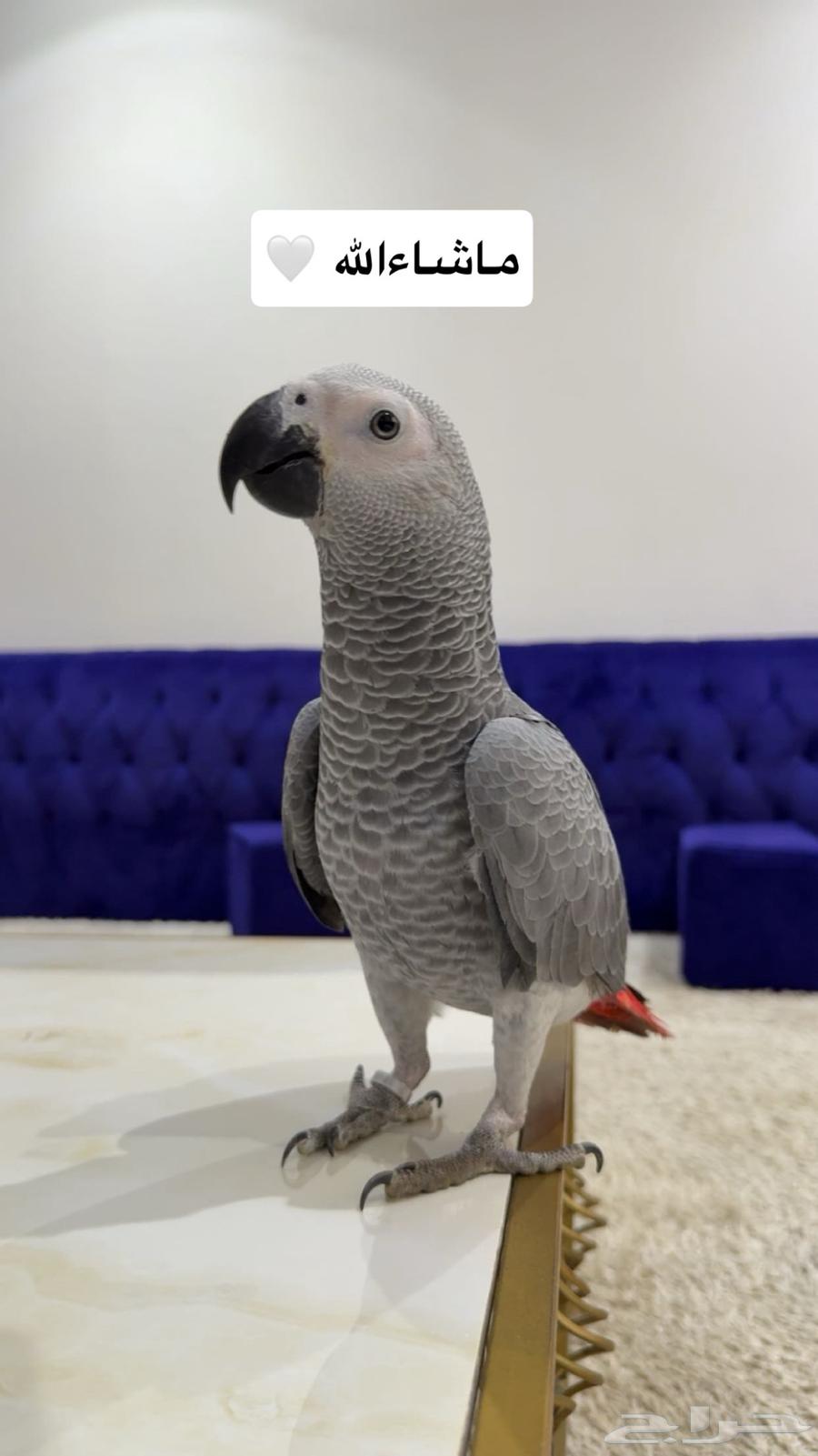 كاسكو سوبر جامبو64399591428867110