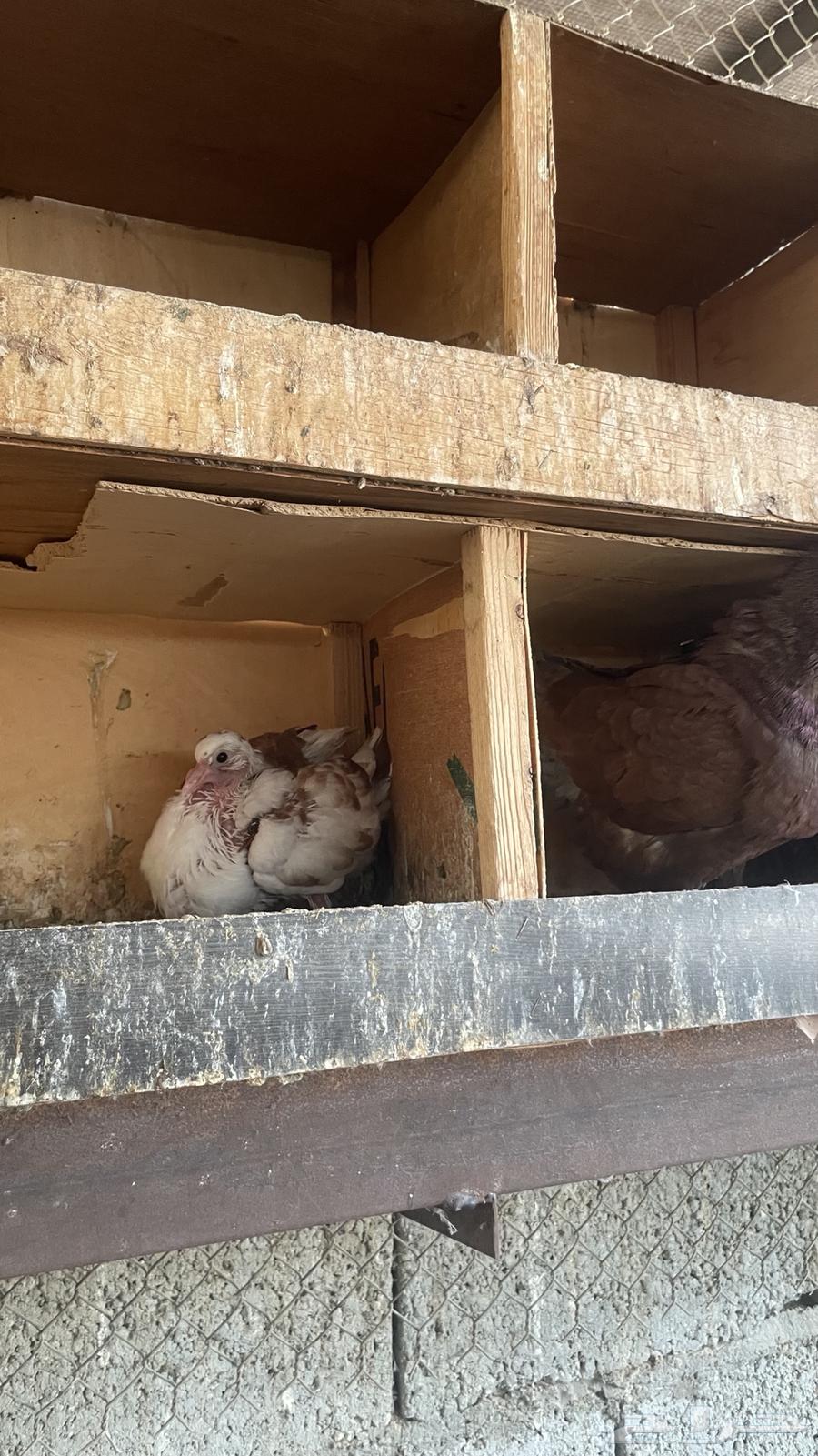 حمام كنق سوبر جانبو64403986406787110