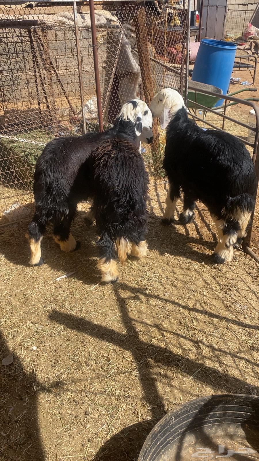 Two sheep for sale, one ram, fat and well-fed, serious buyers only64381301433859113