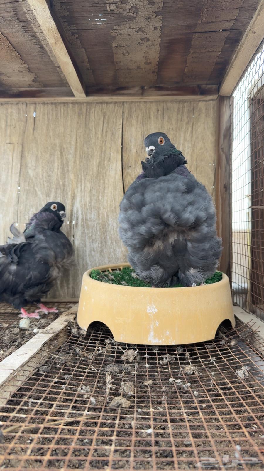 زوج كشكشي ( تم البيع)64401661554691110