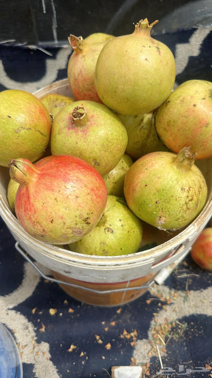 رمان جوف ال معمر64401508515074110