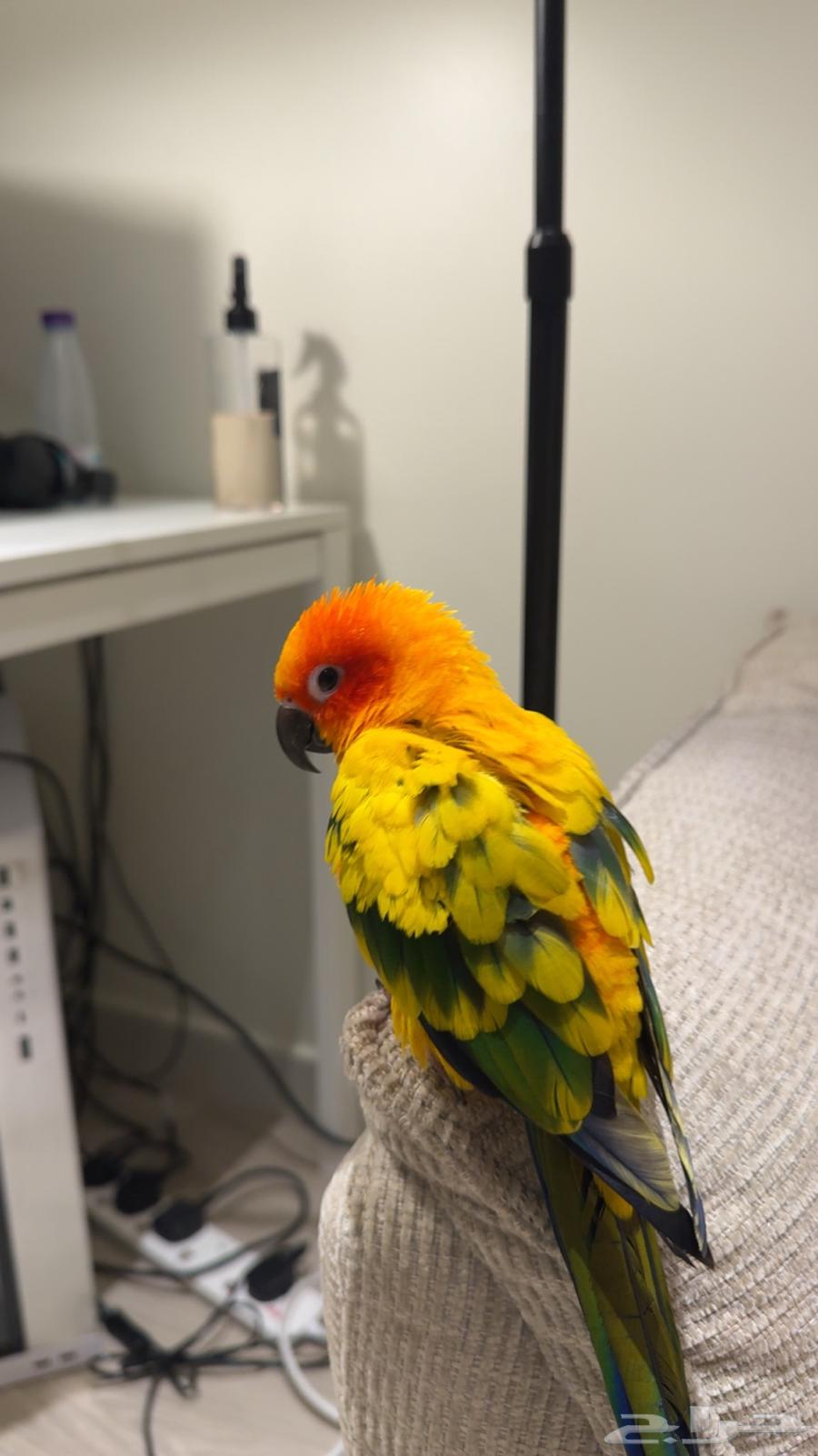 للبيع صن كنيور64404666850435111