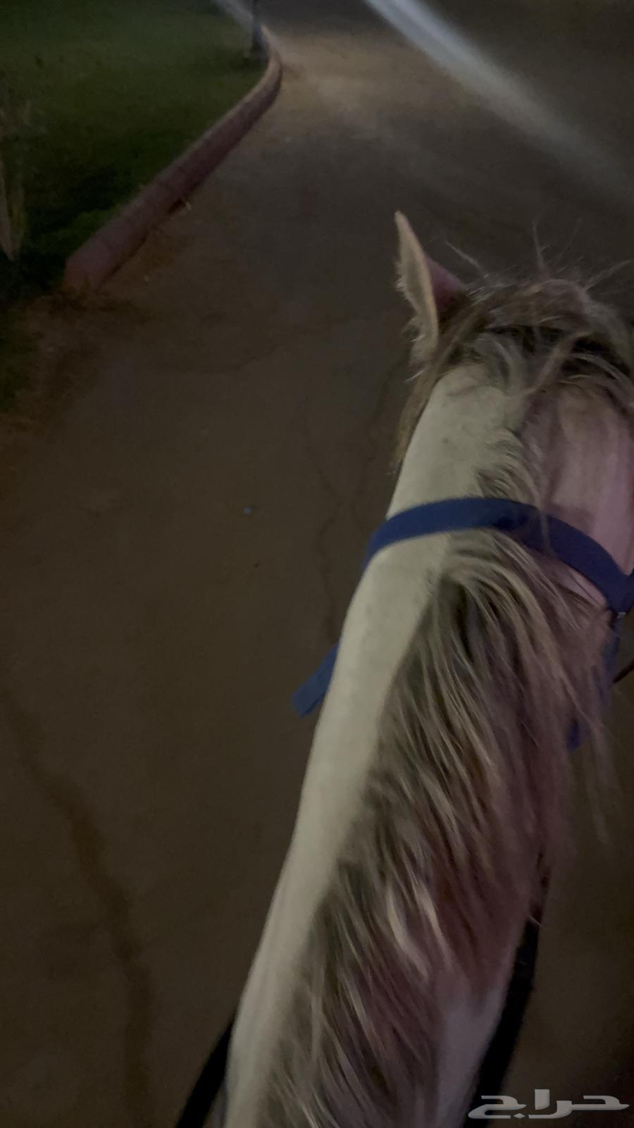 خيالة للعروض64401550757761110