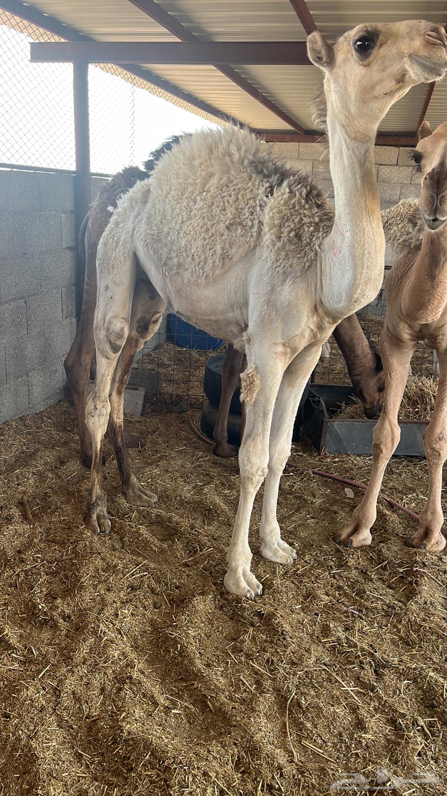 للبيع 3 قعدان شحم على حليب64400051579009112