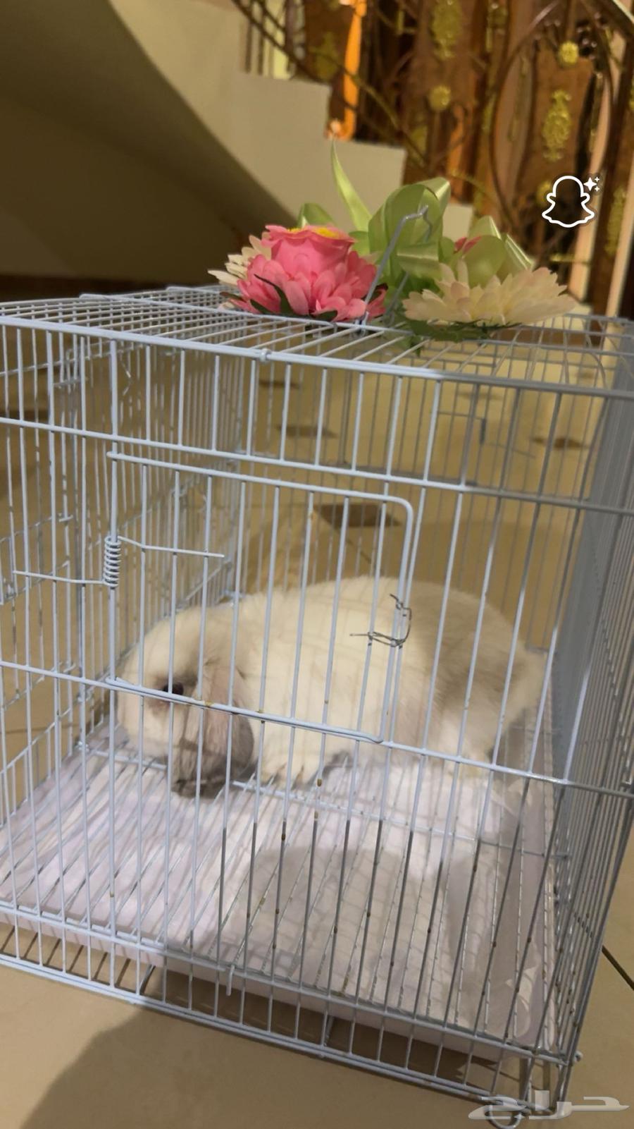 ارنب هولاندي لوب للبيع64403268715521110