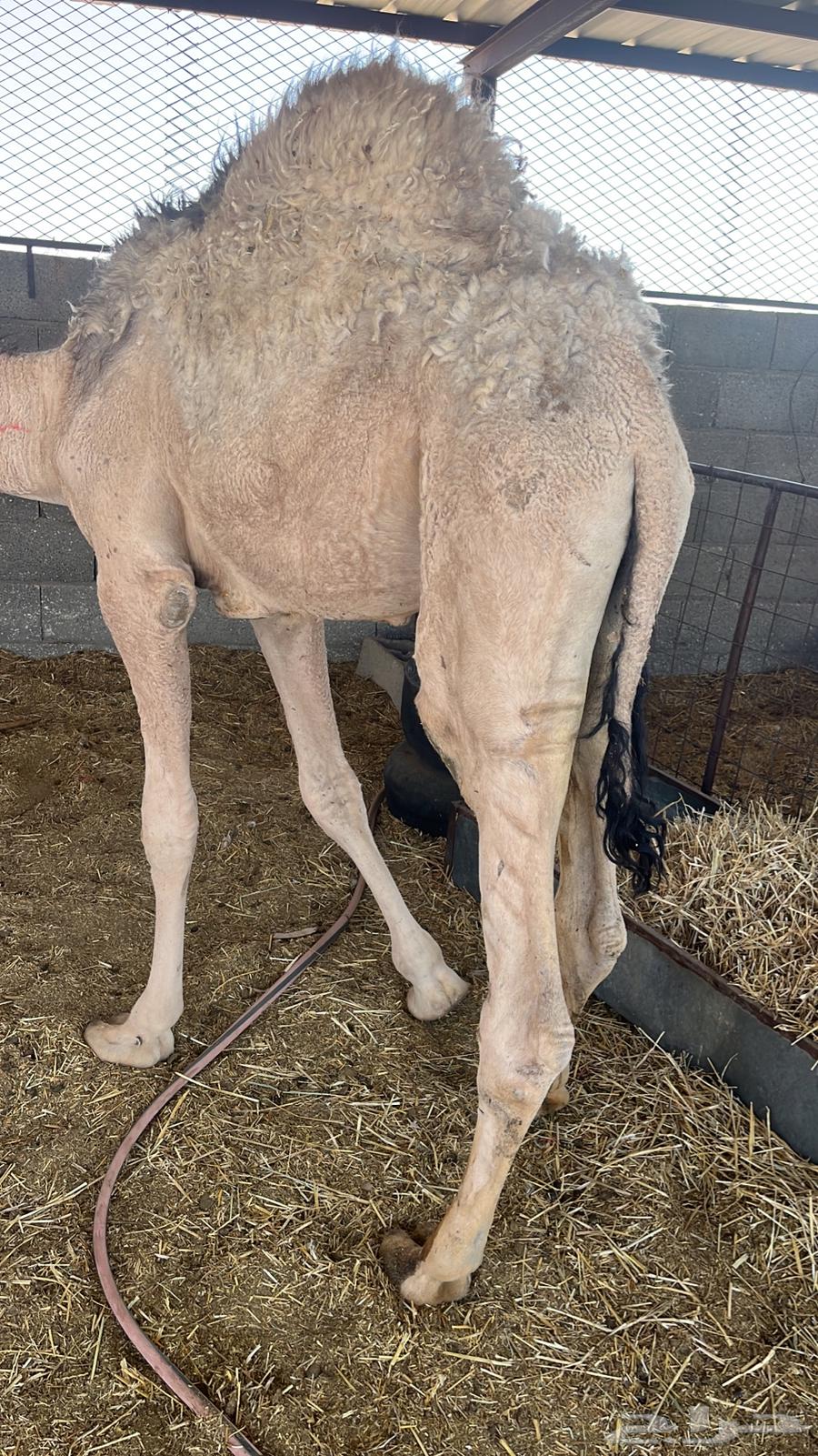 للبيع 3 قعدان شحم على حليب64400051579009110