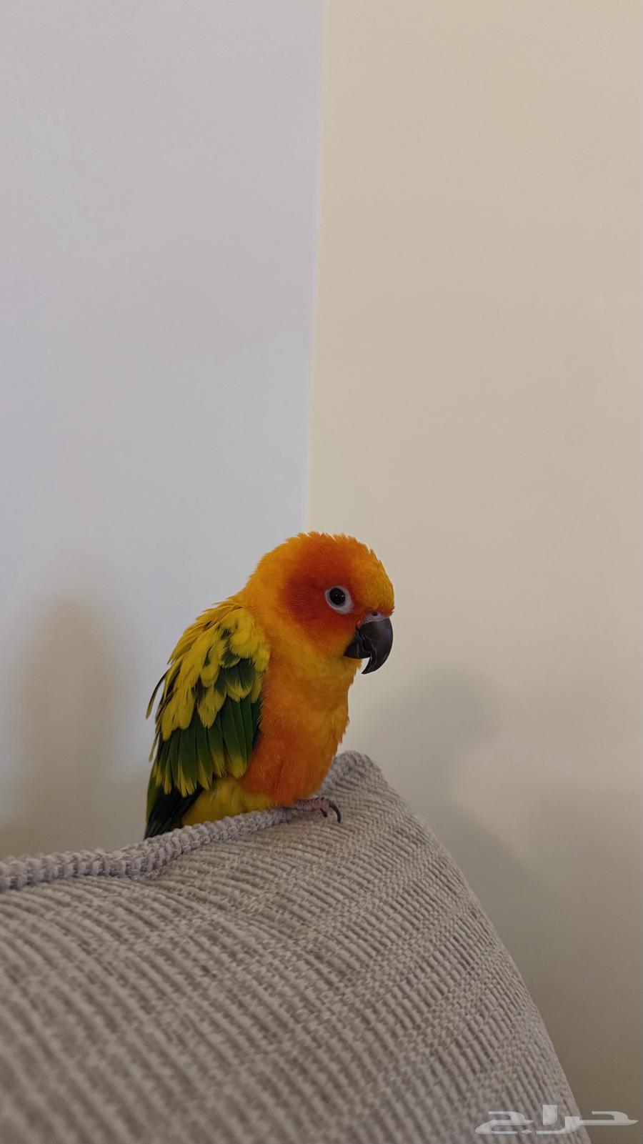 للبيع صن كنيور64404666850435112