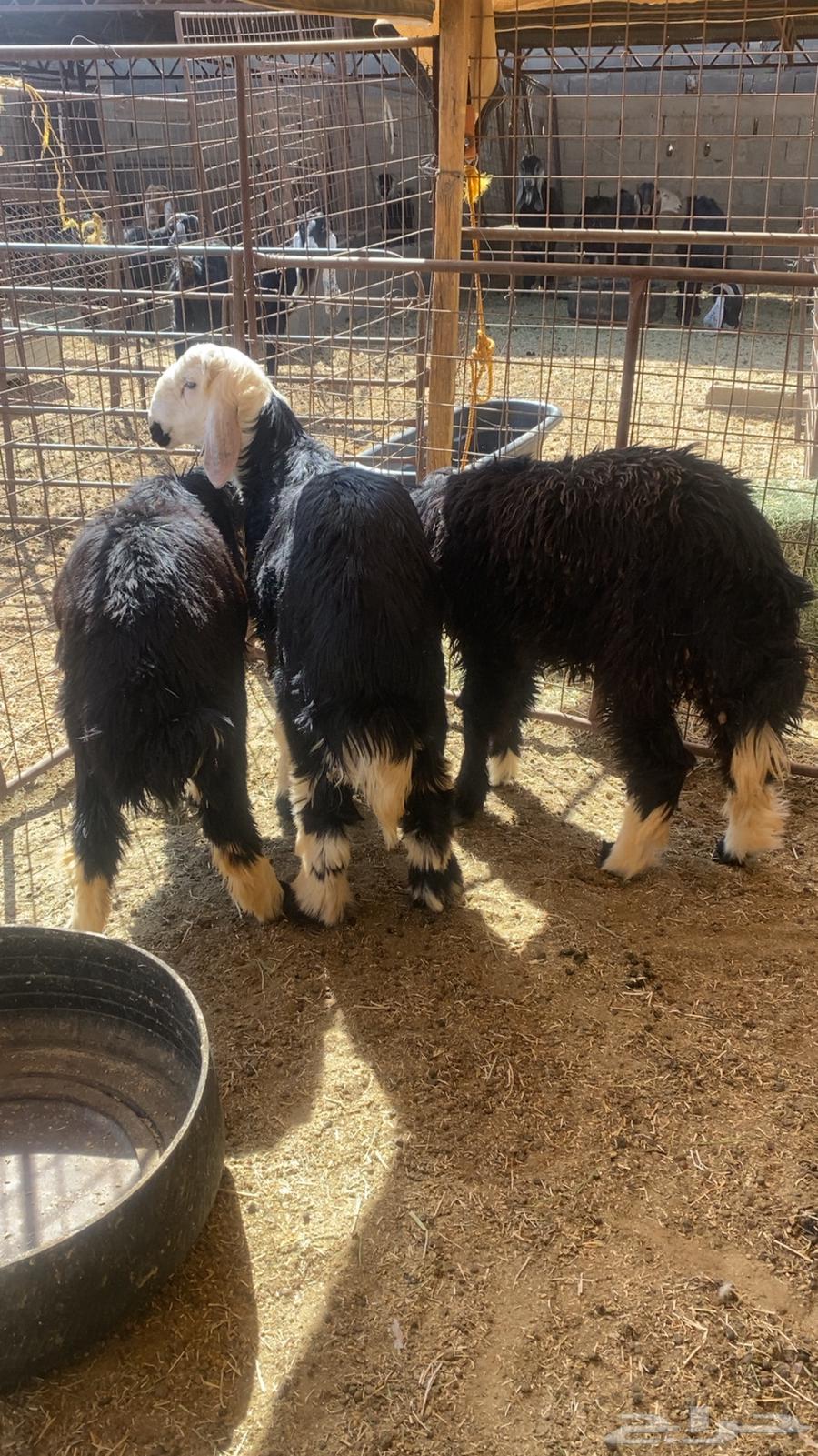 Two sheep for sale, one ram, fat and well-fed, serious buyers only64381301433859111