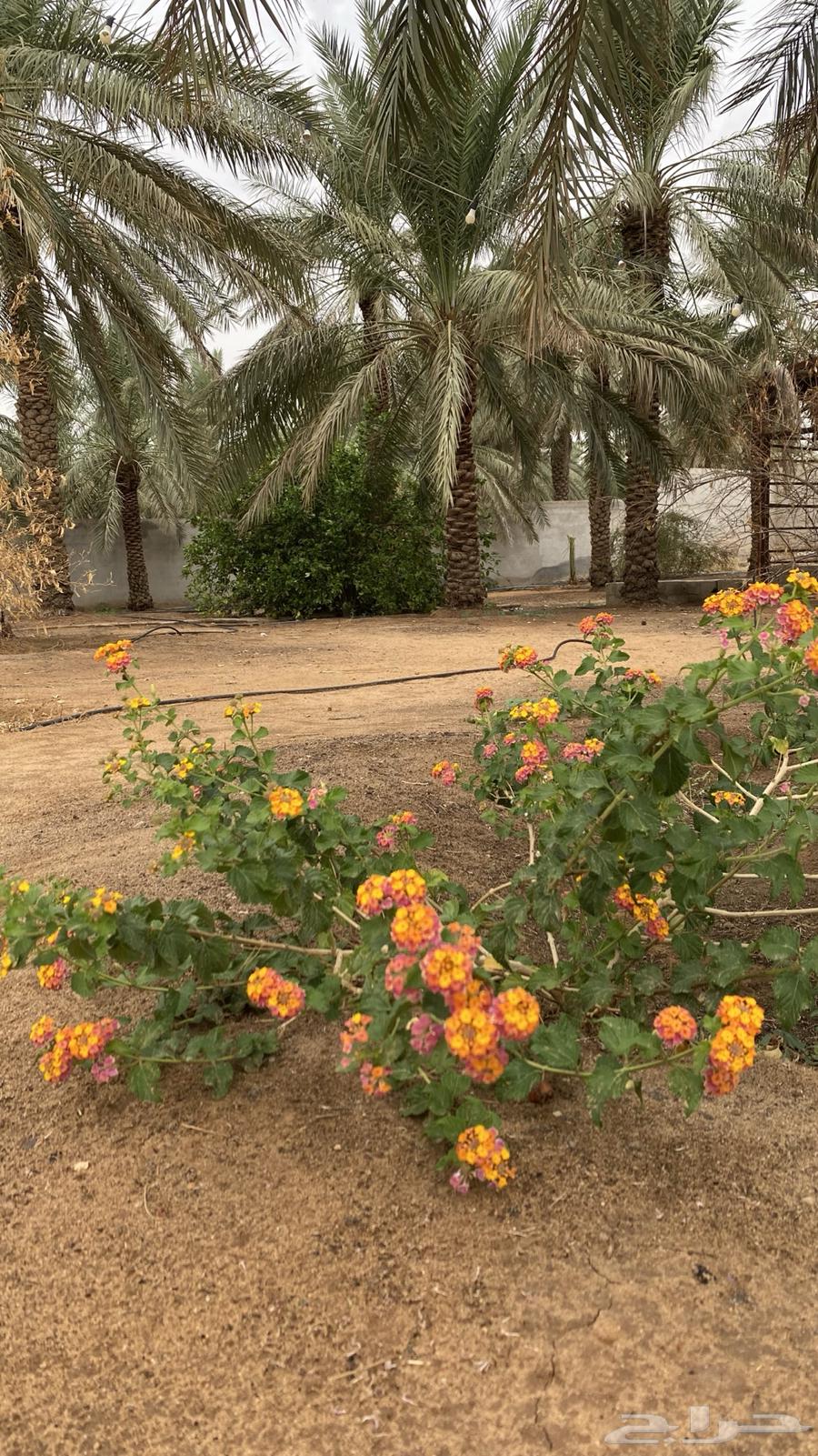 Al Safa Al Reefiah Rest House for Daily Rental63614101295875113