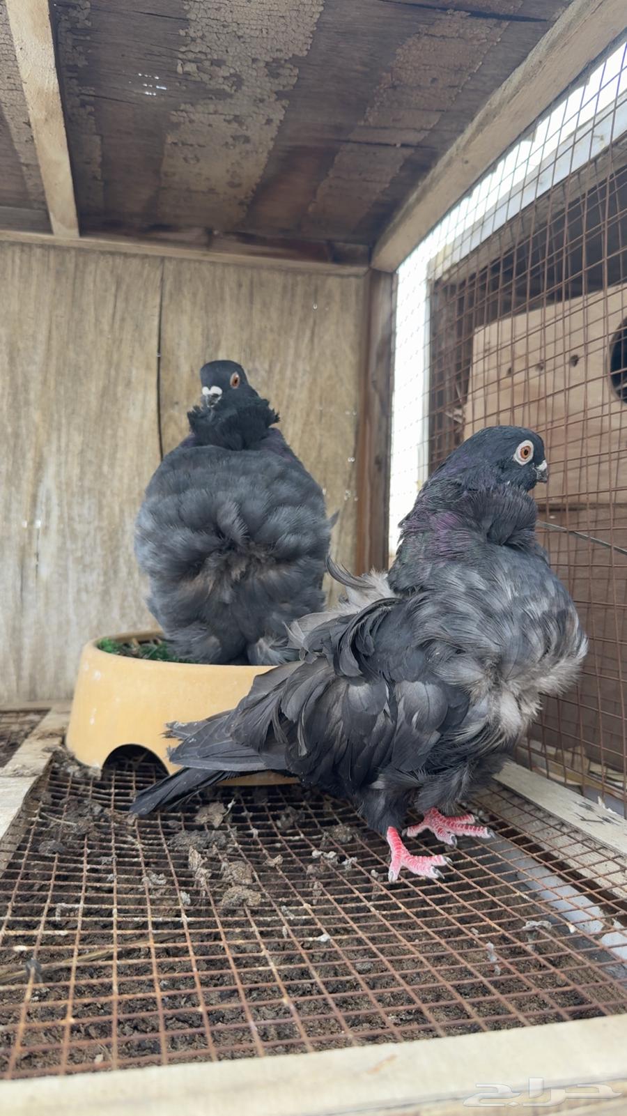 زوج كشكشي ( تم البيع)64401661554691113