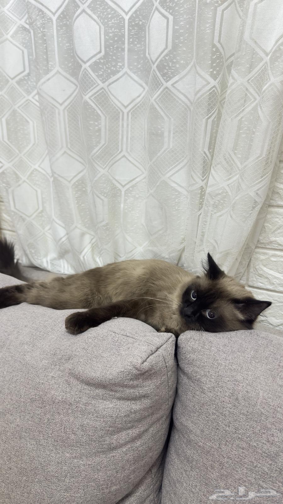 قطو للبيع النوع هيملايا64403362692993111