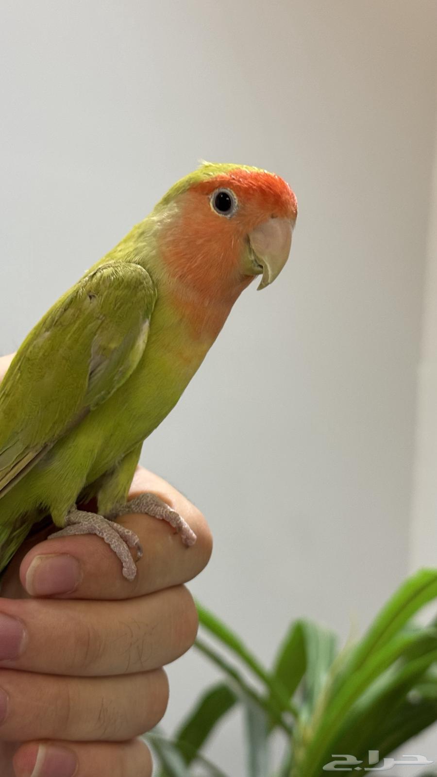 روز اليف للبيع64404084323075112