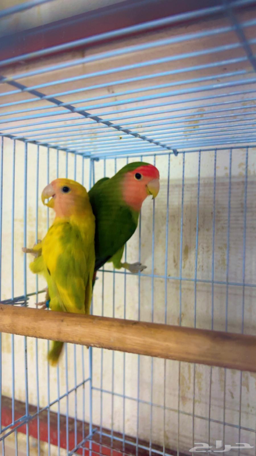 جوز روز64402428675714111