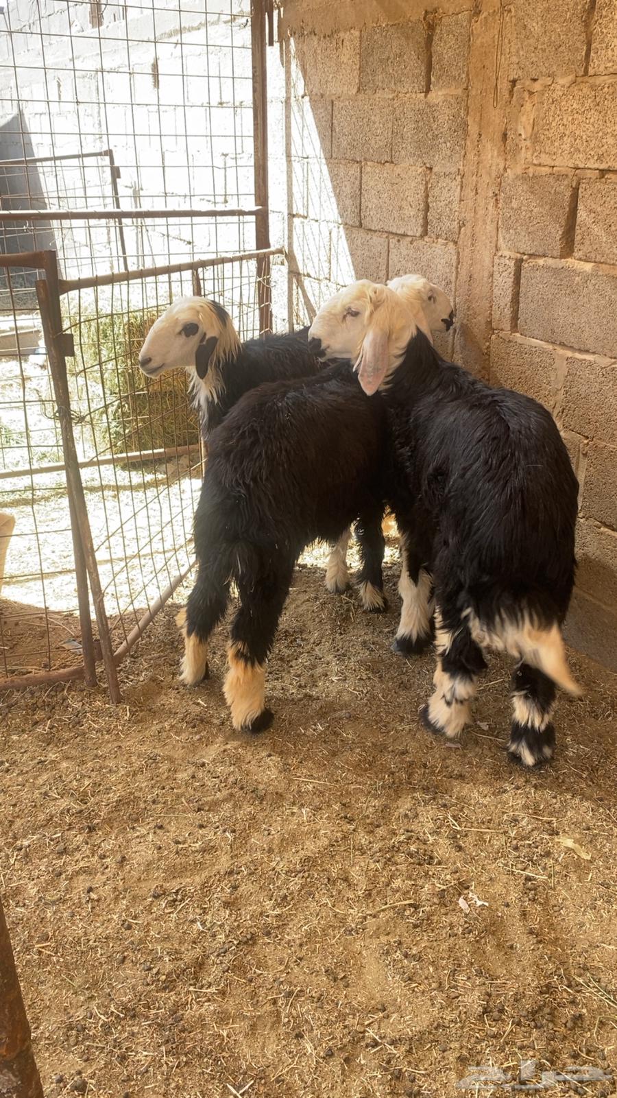 Two sheep for sale, one ram, fat and well-fed, serious buyers only64381301433859112