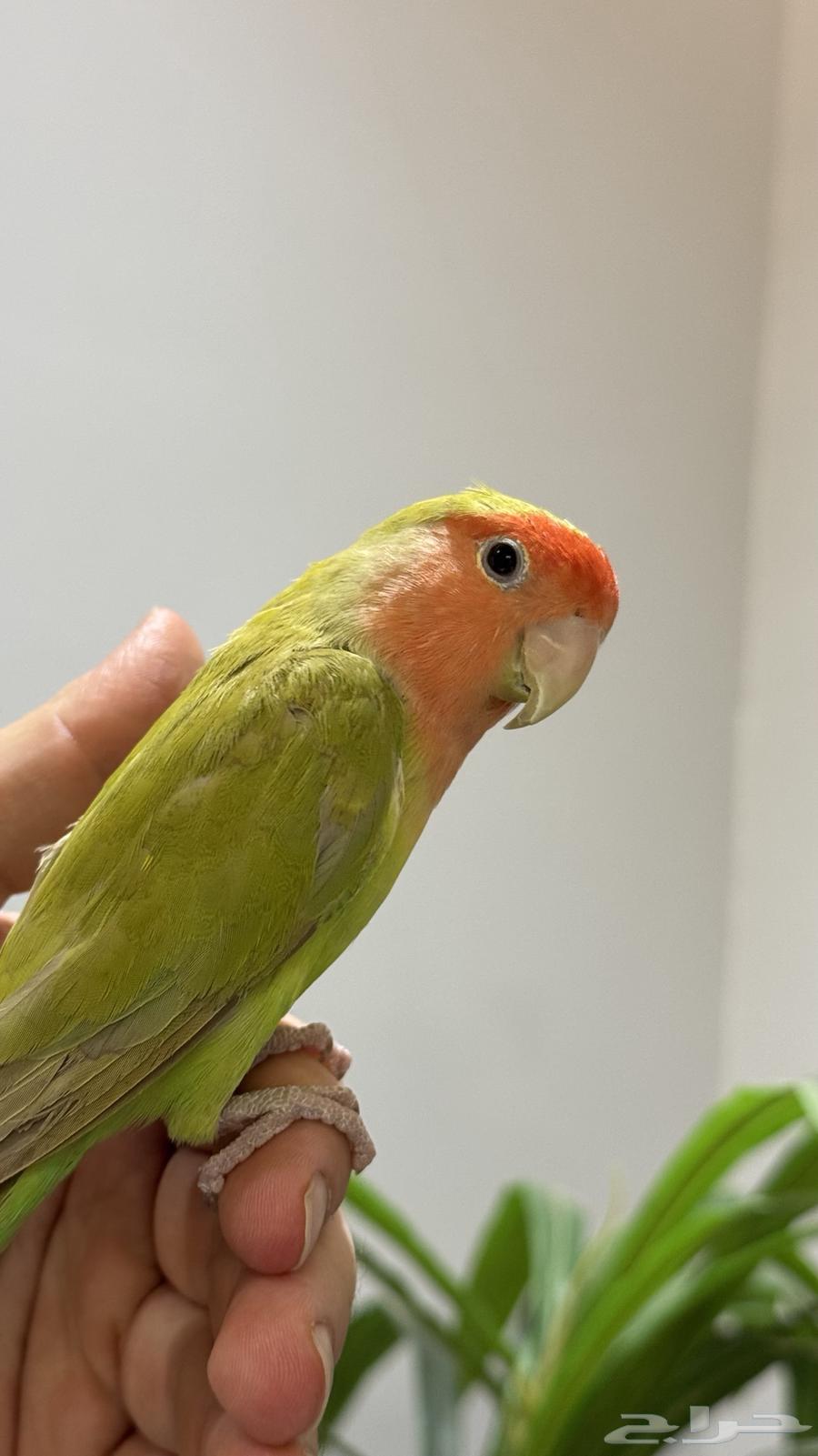 روز اليف للبيع64404084323075111