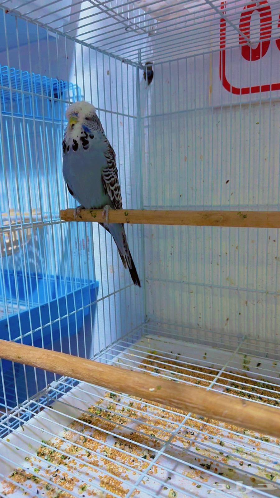 ذكر بادجي انجليزي منتج64403775836546110