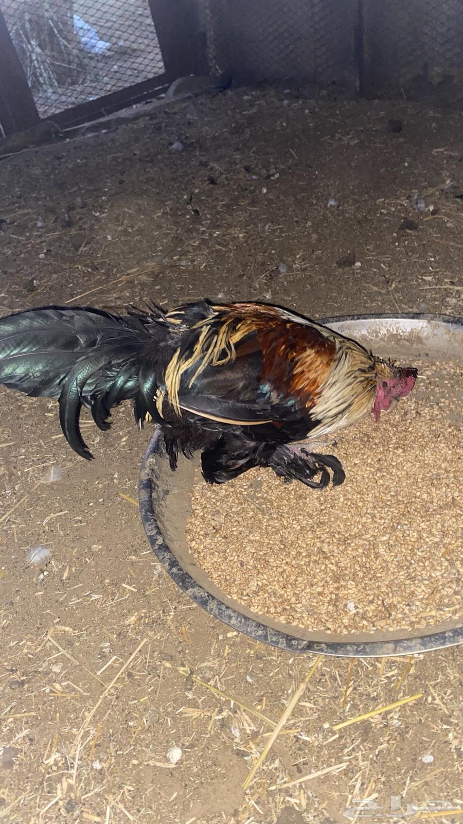 ديكة للبيع64402692509443112