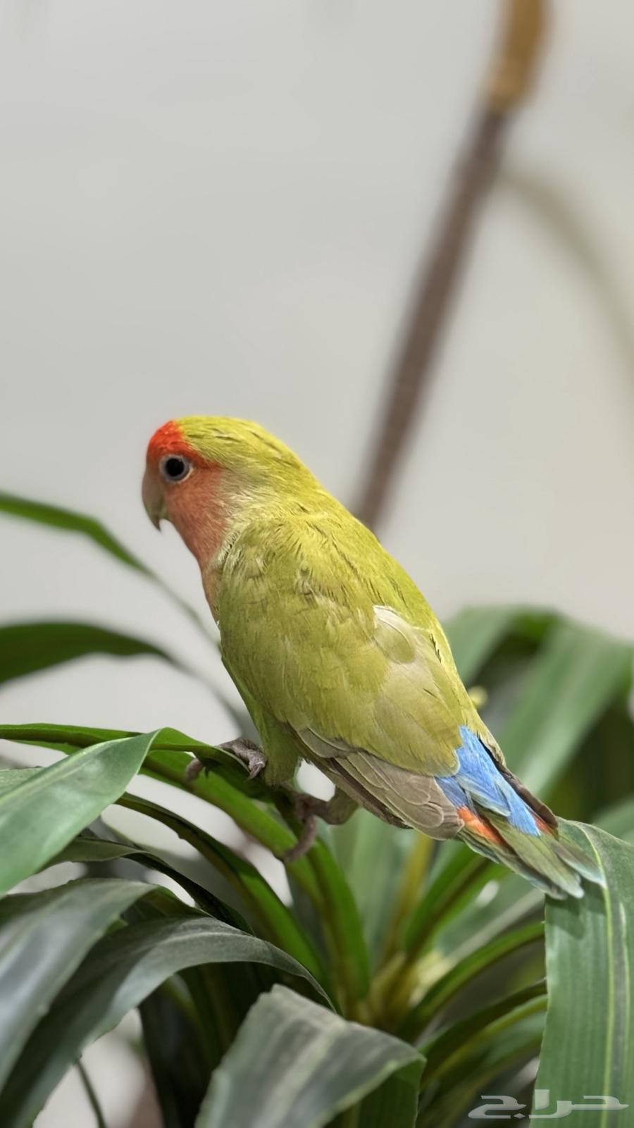 روز اليف للبيع64404084323075110