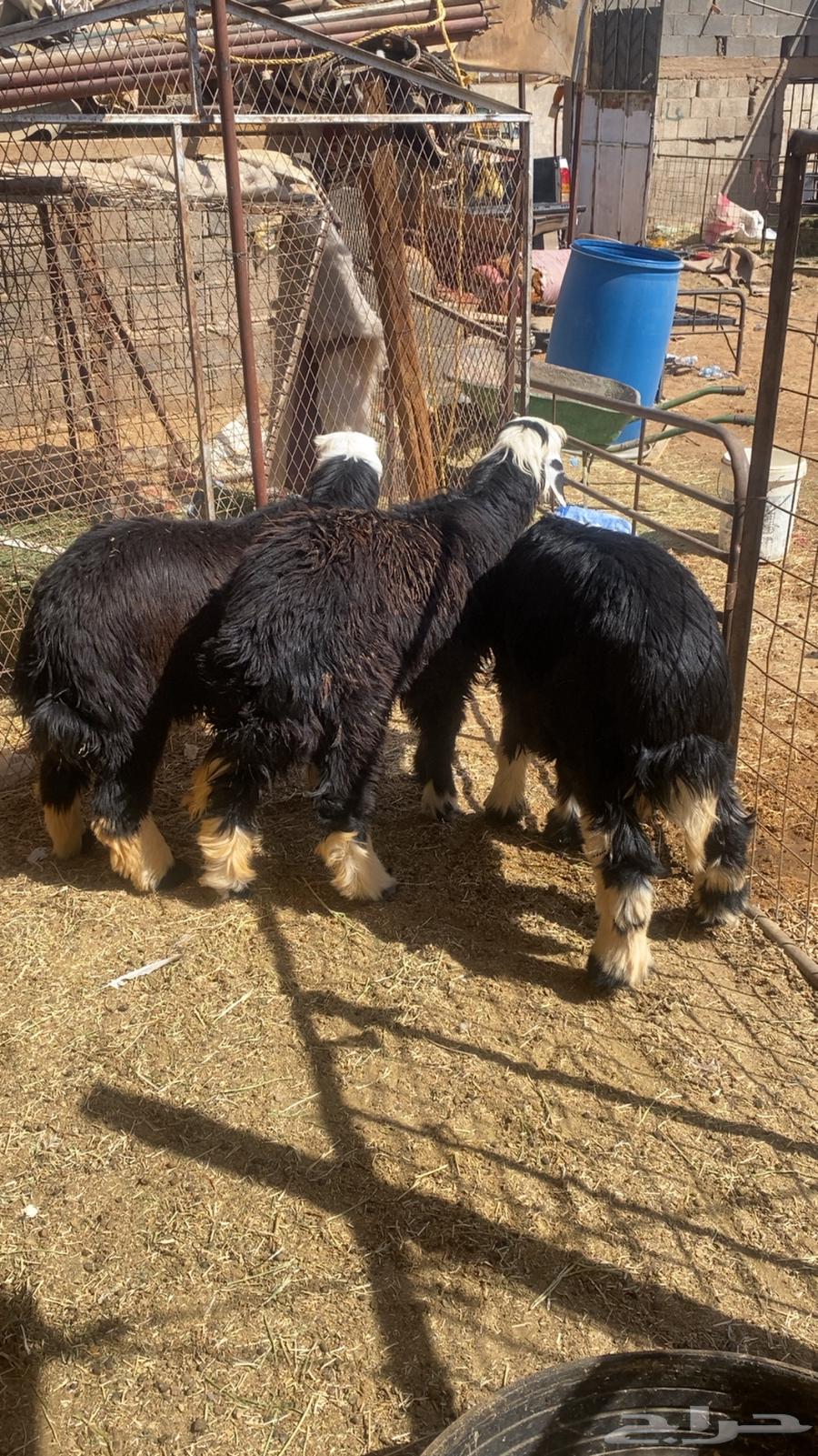 Two sheep for sale, one ram, fat and well-fed, serious buyers only64381301433859110