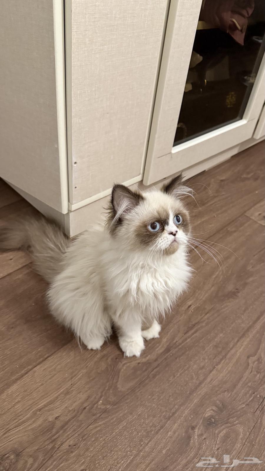 قط للبيع64401688804737110