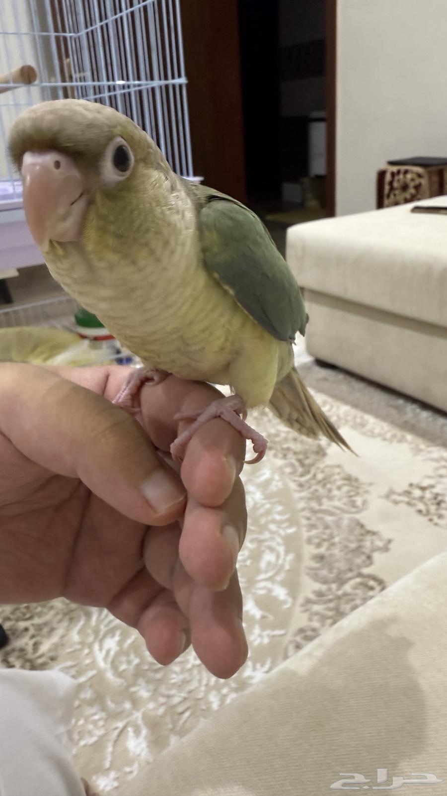 كنيور سينامون نهايه غر اليف64404861486082111