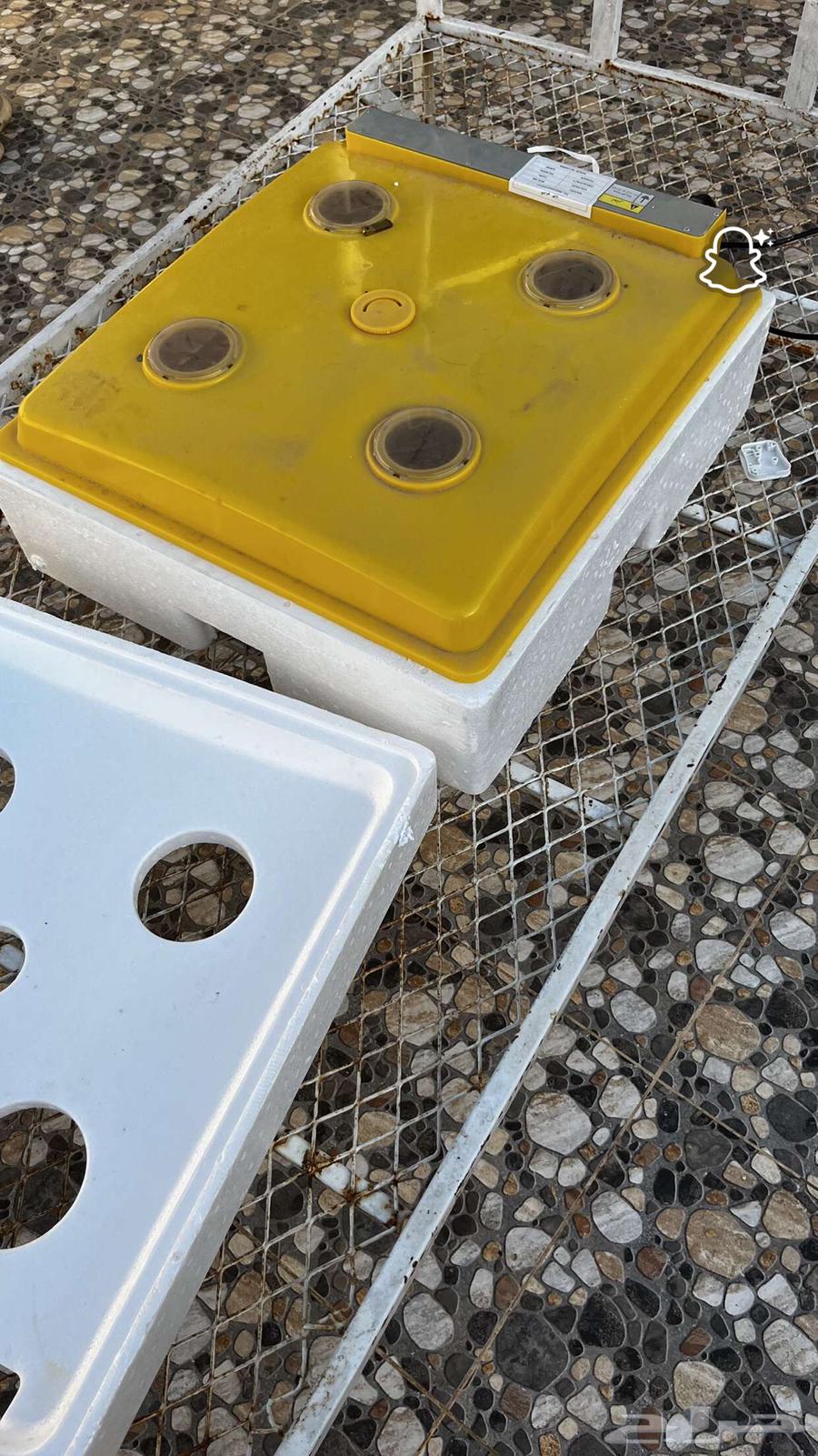 فقاسة للبيع64402175932545114