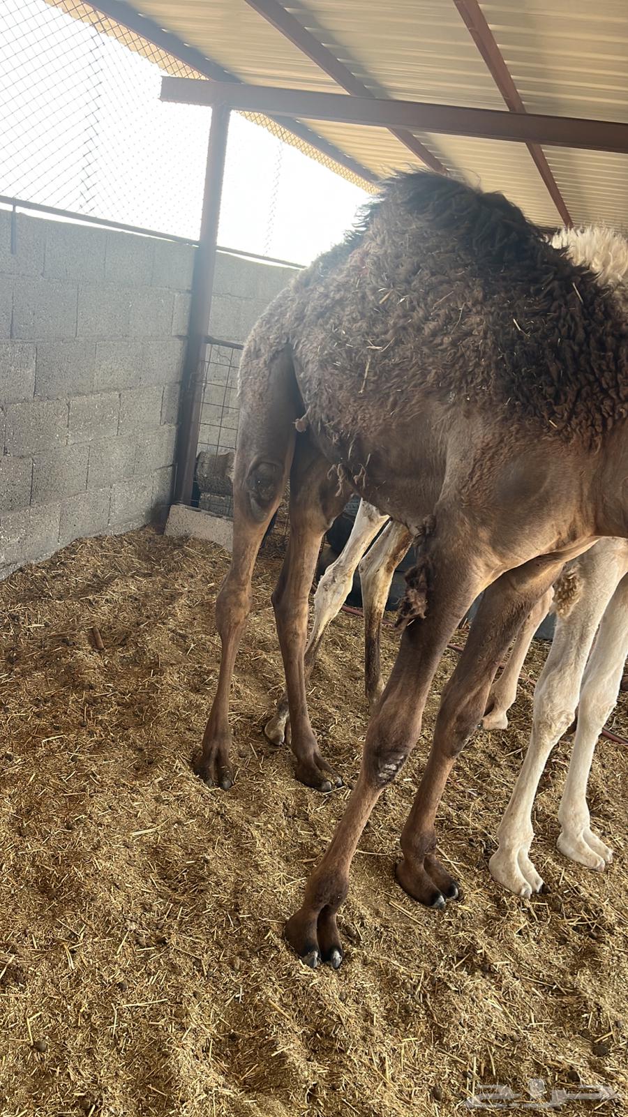 للبيع 3 قعدان شحم على حليب64400051579009111