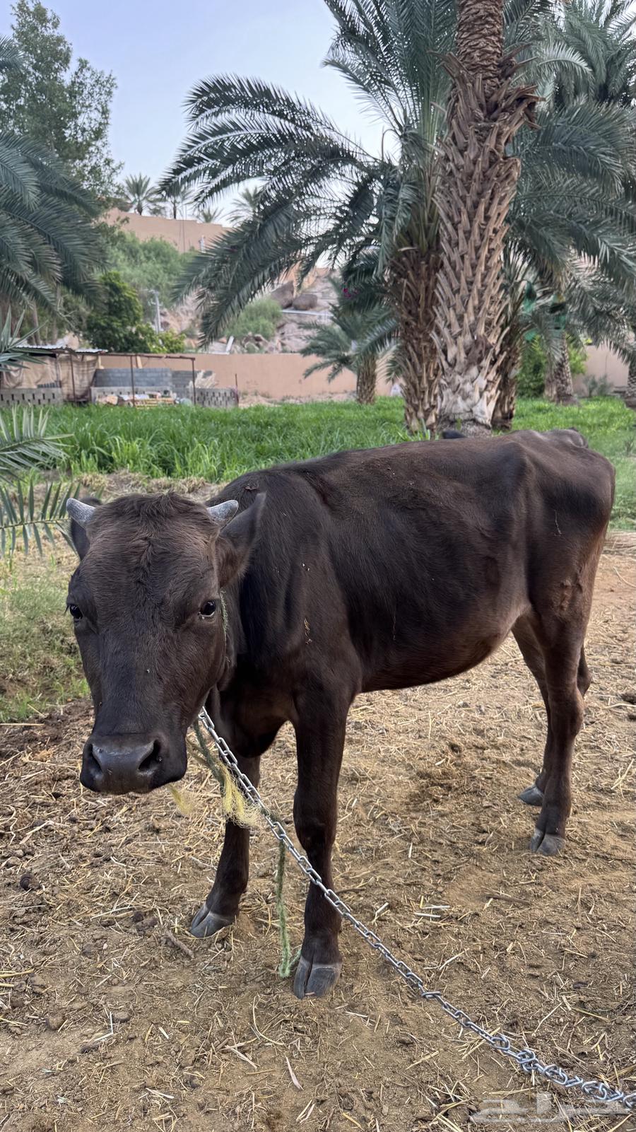 بقرة عجلة للبيع64402327147139111