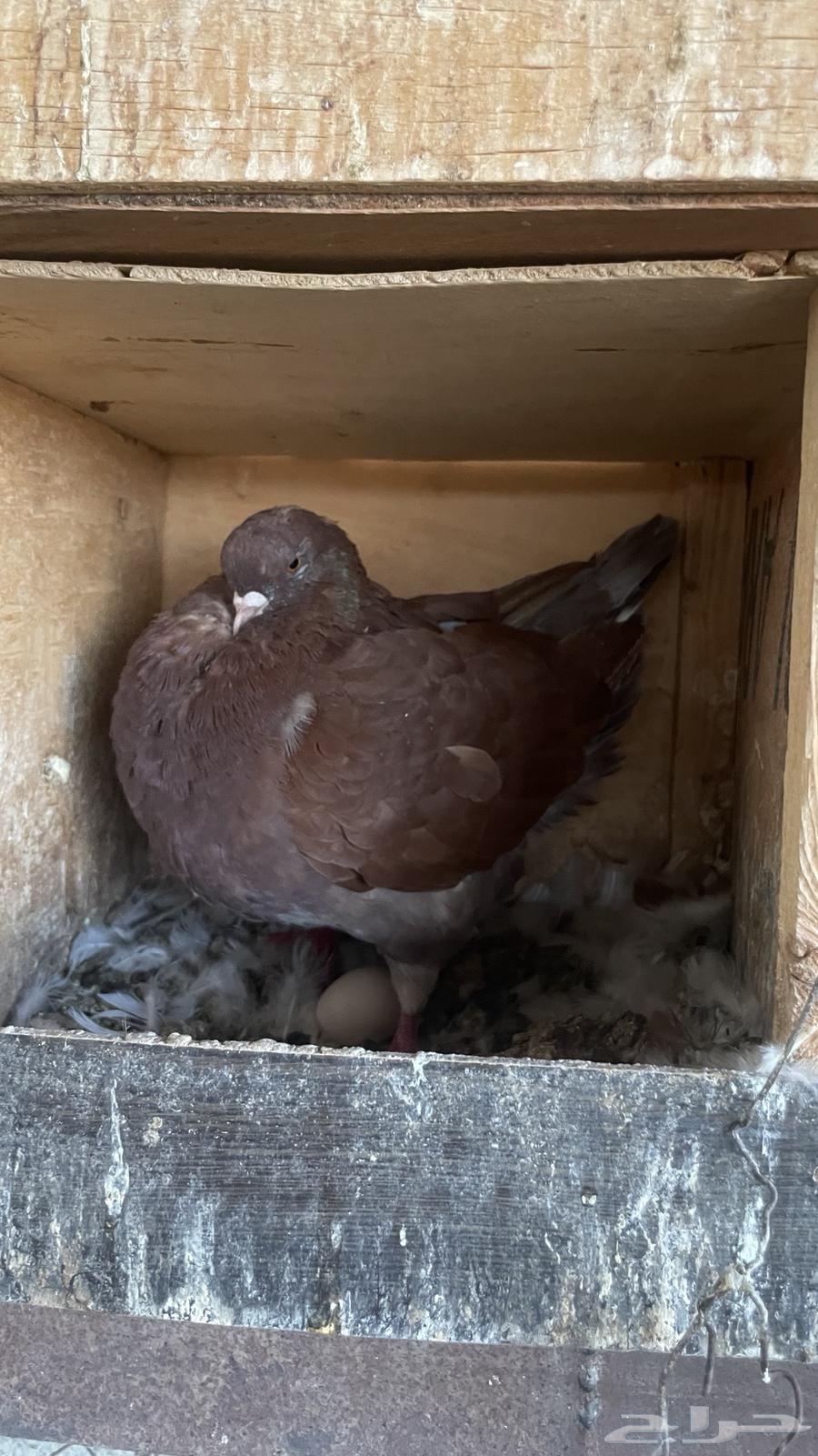 حمام كنق سوبر جانبو64403986406787113