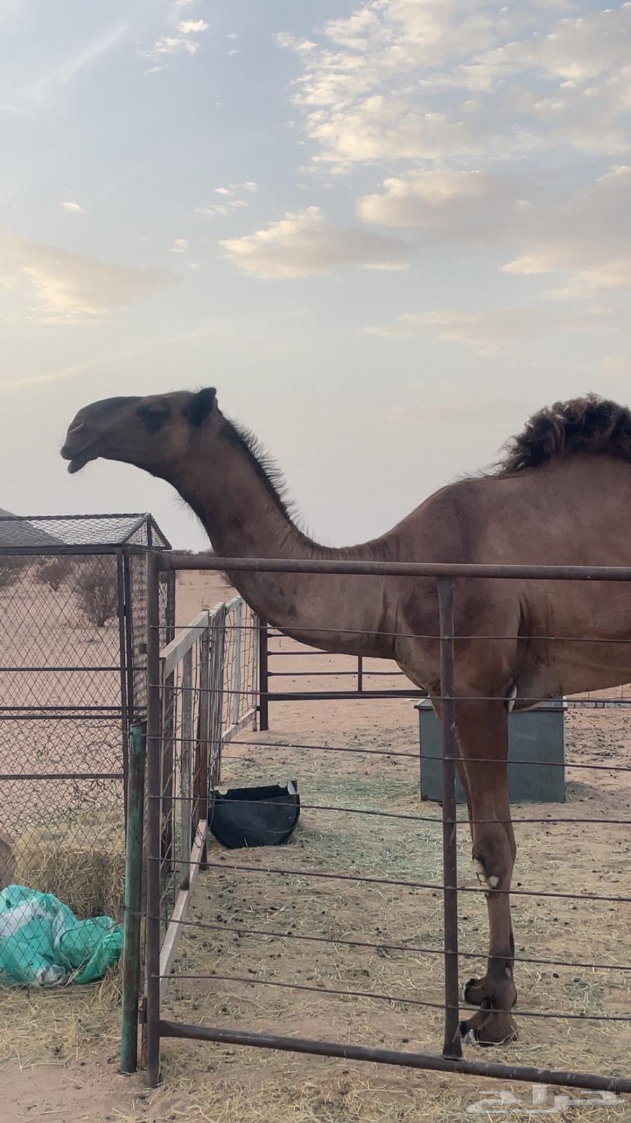 قعود دبياني64404417024642112