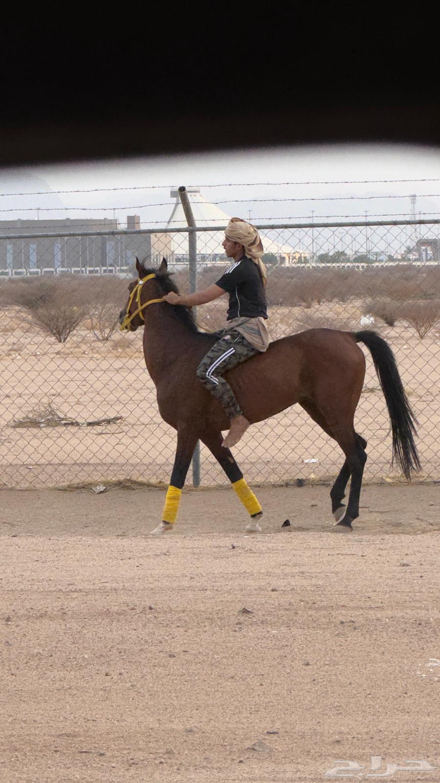 حصان شعبي العمر 4وعليها الون مثل ما تشوف في صوره64404889998594110