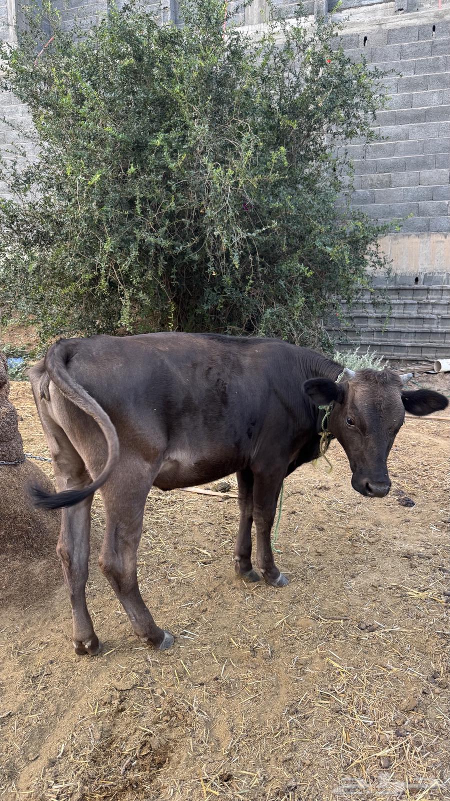 بقرة عجلة للبيع64402327147139114