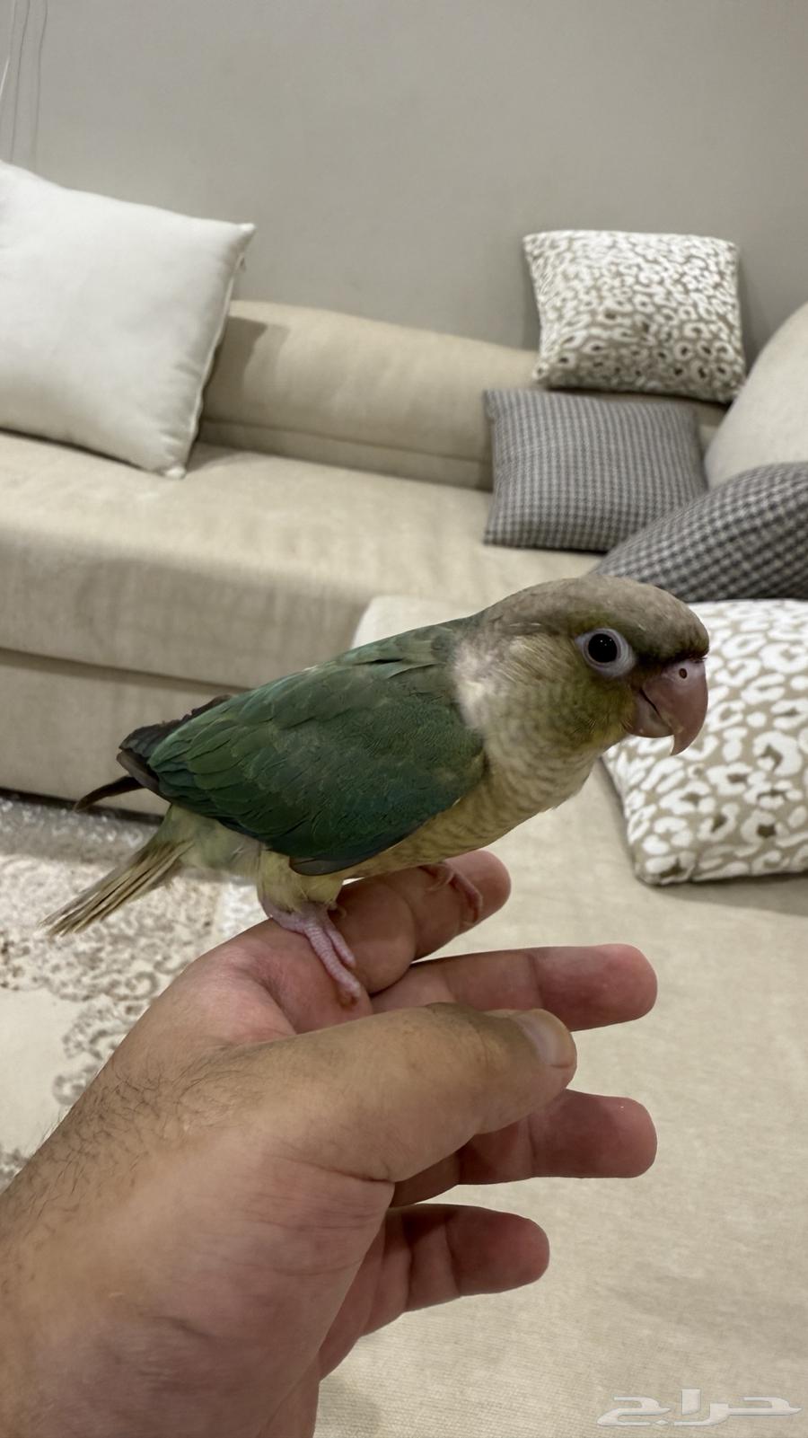 كنيور سينامون نهايه غر اليف64404861486082113