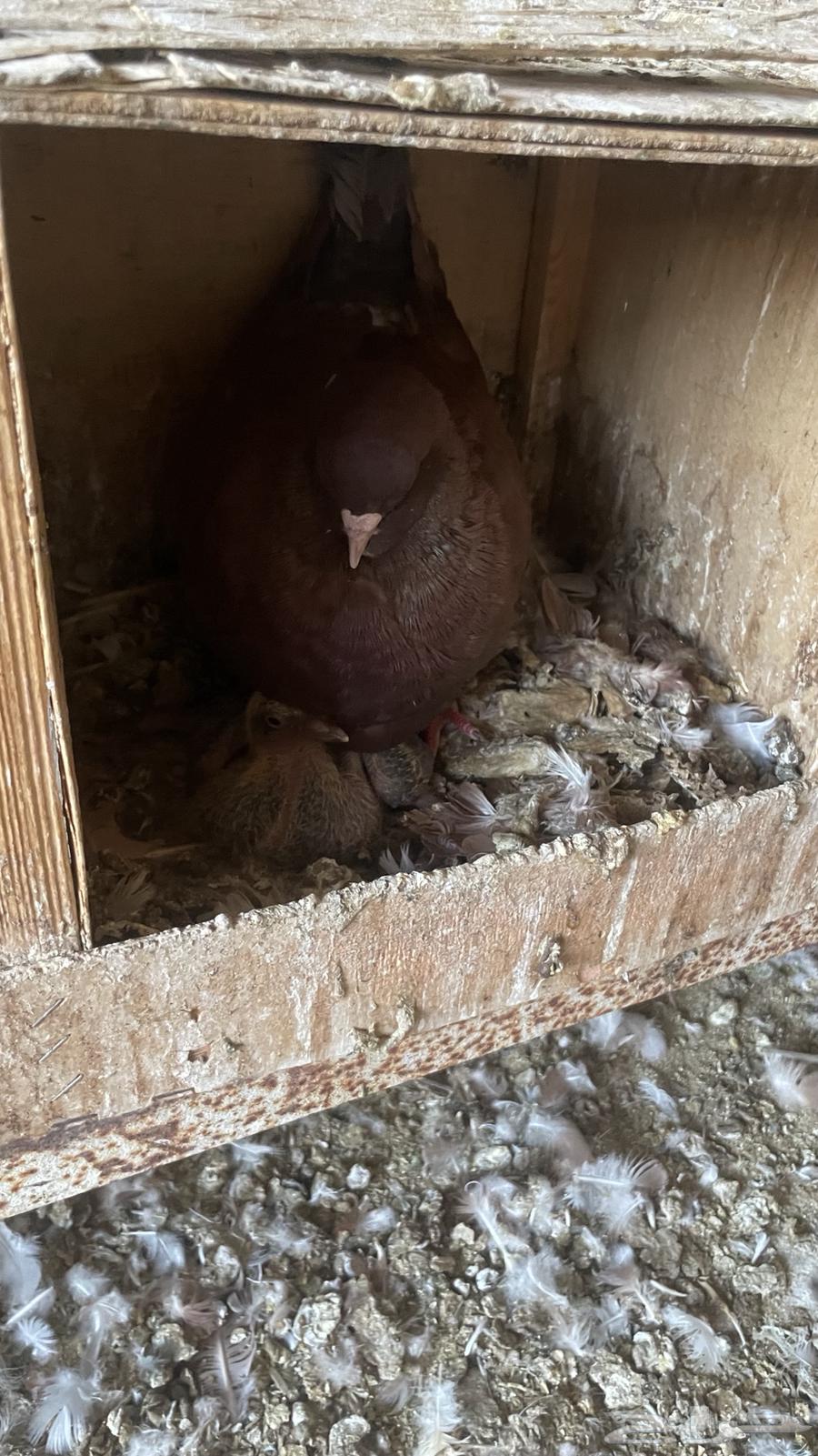 حمام كنق سوبر جانبو64403986406787114