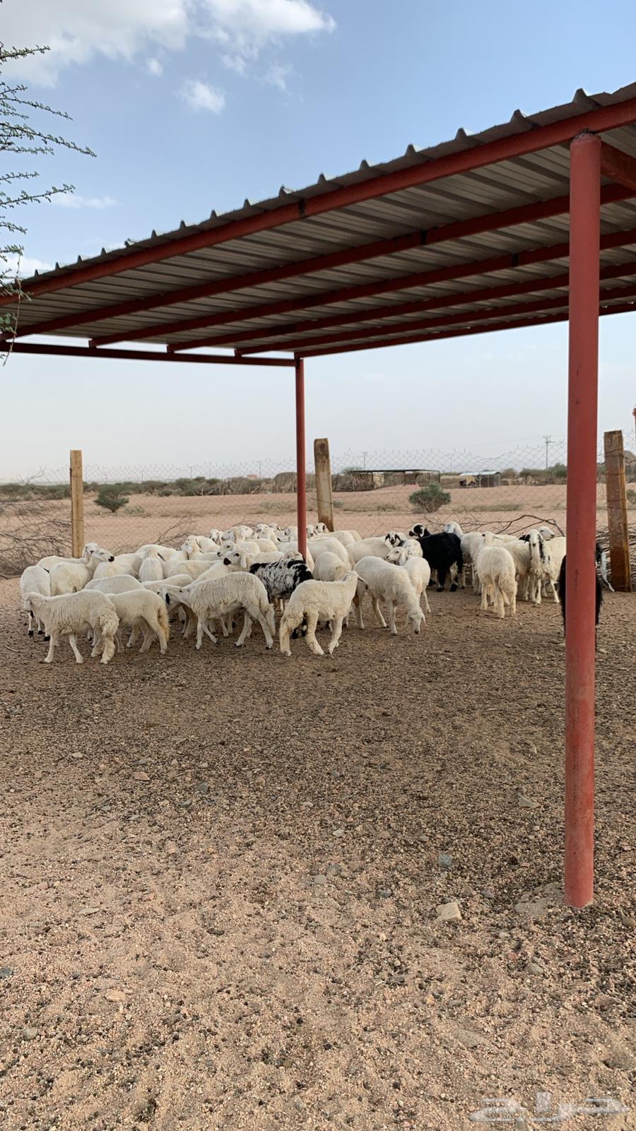 رخال للبيع64402761882242113