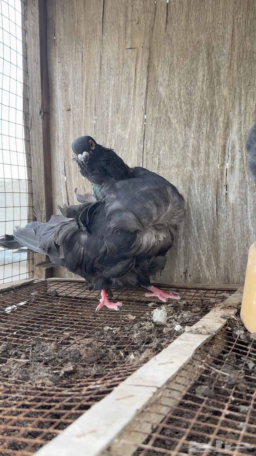 زوج كشكشي ( تم البيع)64401661554691111