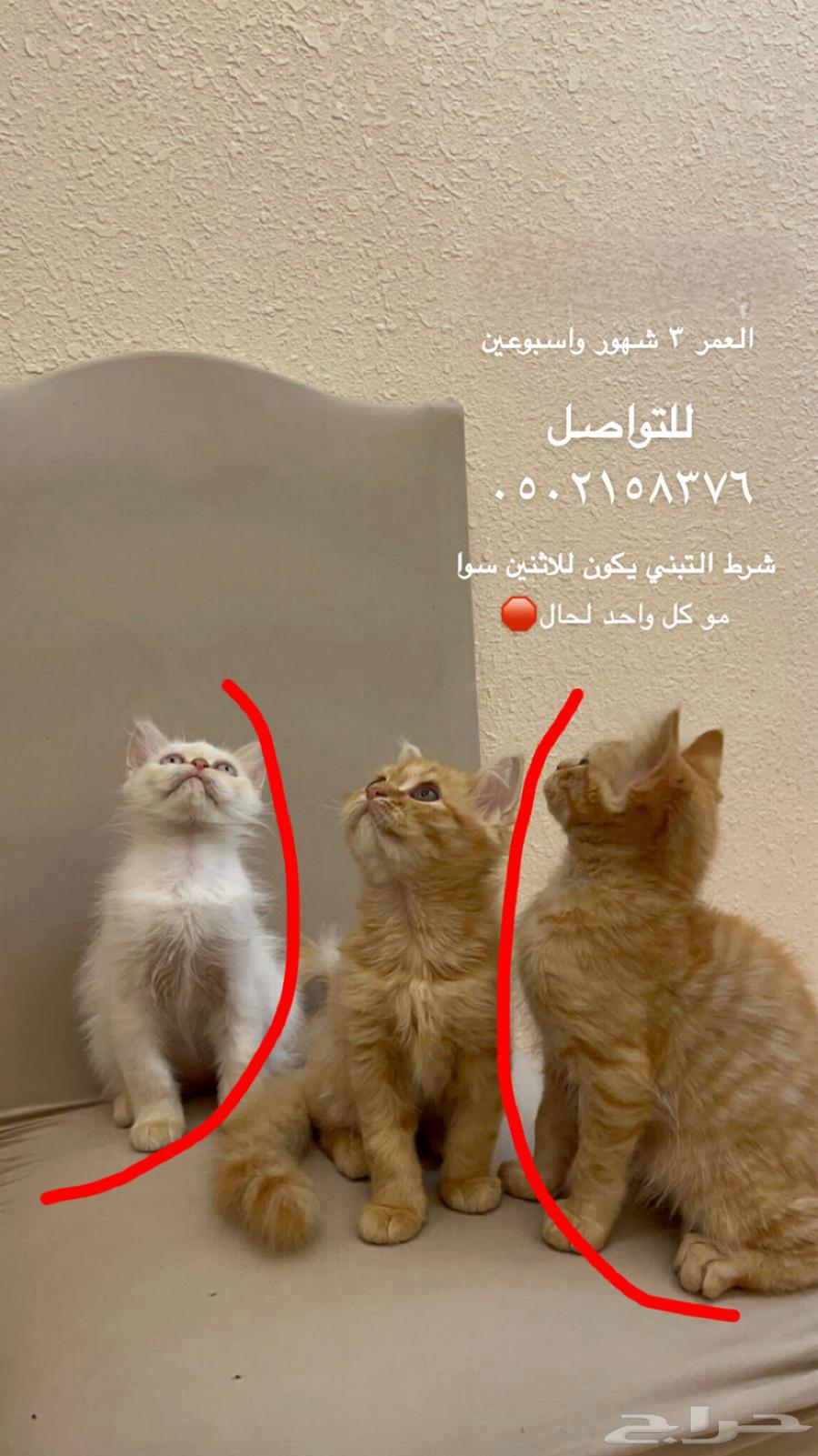 2 قطط للبيع ذكر وأنثى مكس شيرازي وهمالايا السعر 35064403068714369110