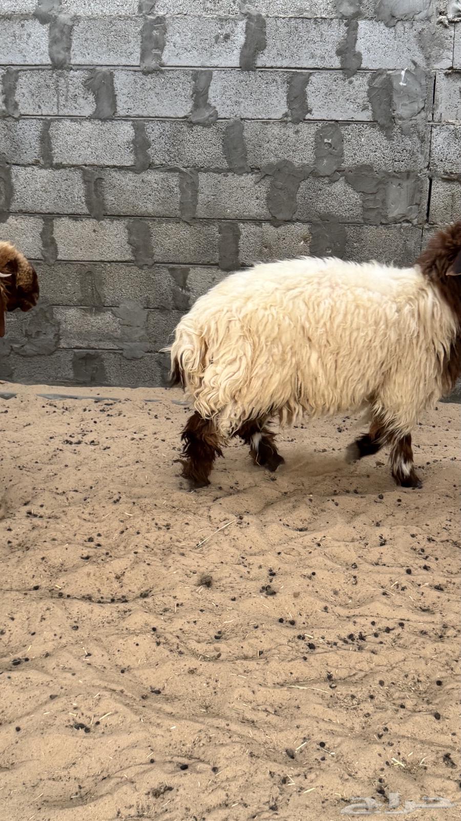 خرفان نعيم64403944067329113