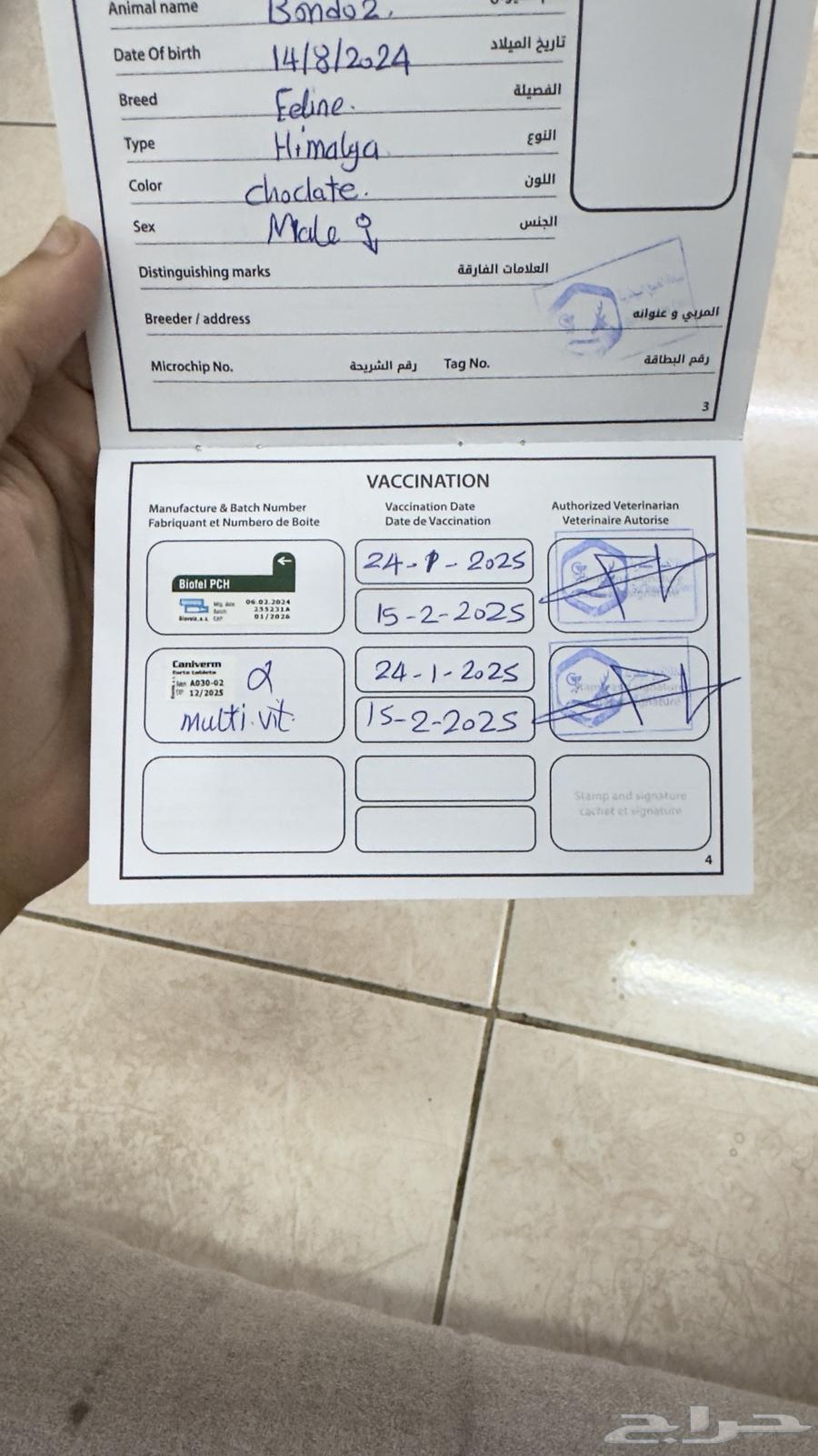 قطو للبيع النوع هيملايا64403362692993114