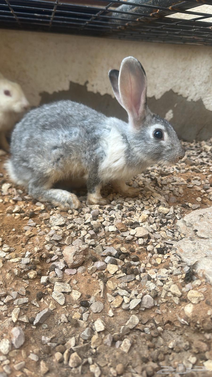 ارانب للبيع64399202572931112