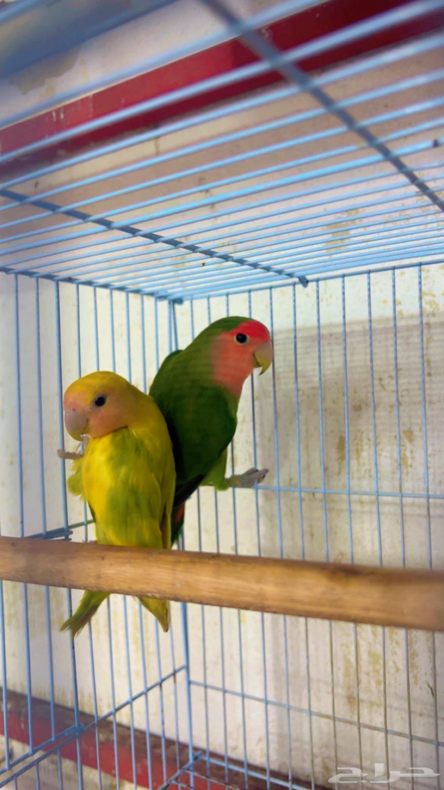 جوز روز64402428675714110