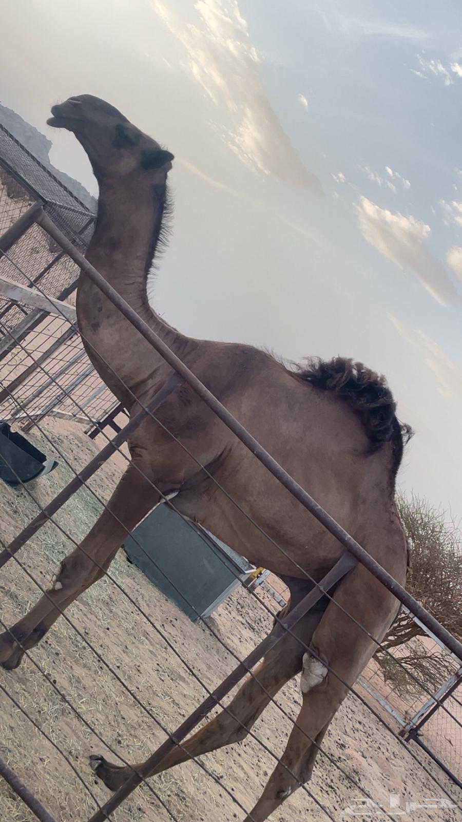 قعود دبياني64404417024642113